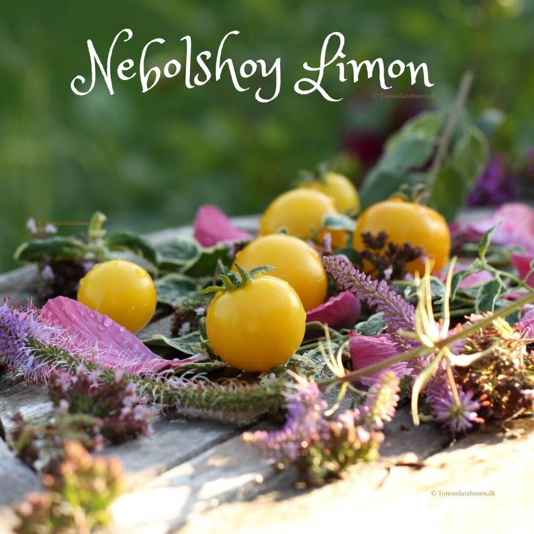 Nebolshoy Limon